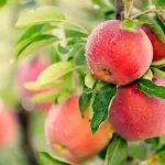 The Best Places to Plant a Fruit Garden