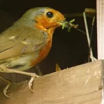 How to Keep Birds Out of Your Garden