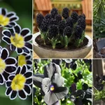 Unique and Unusual Plants to Add to Your Garden